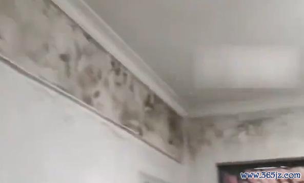 全家频繁生病 揭开墙布全屋发霉