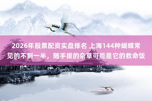 2026年股票配资实盘排名 上海144种蝴蝶常见的不到一半,随手拔的杂草可能是它的救命饭